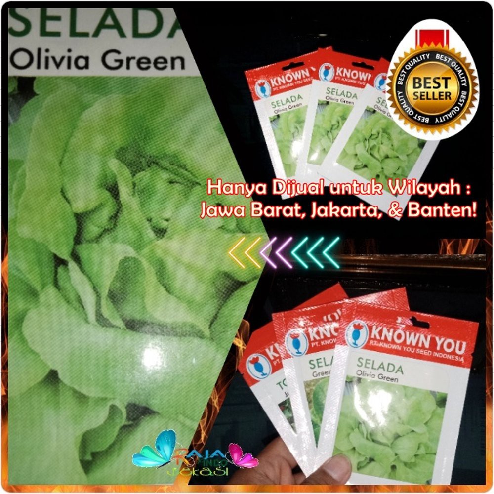 Jual Benih Selada Olivia Green Kys Known Your Seed Biji Selada Olivia Green 5 Gram Bukan Selada