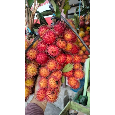 

rambutan manis