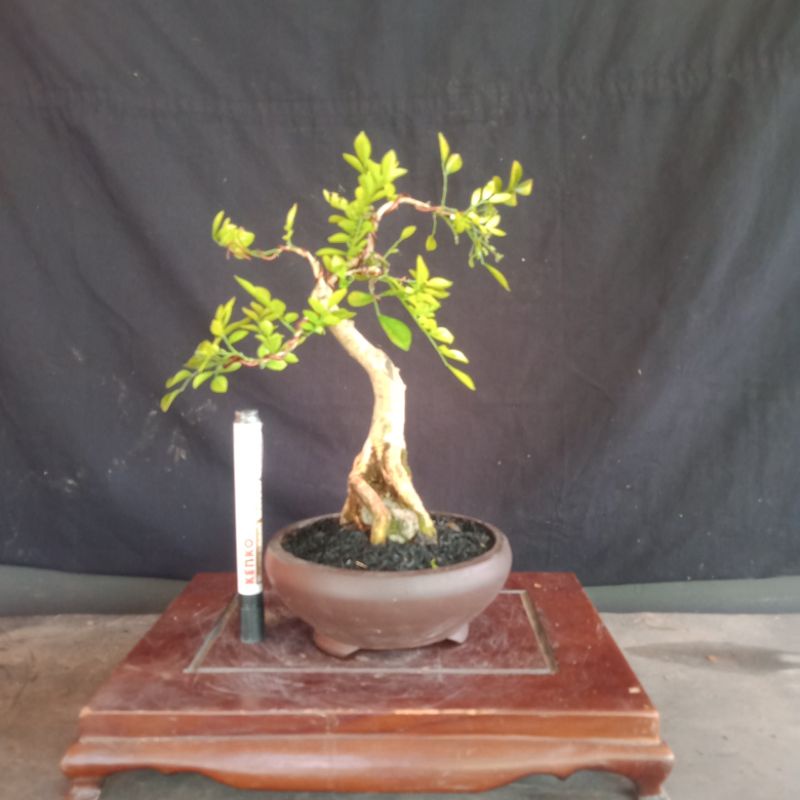 bonsai jadi kemuning..realpict bonggol besar & unik