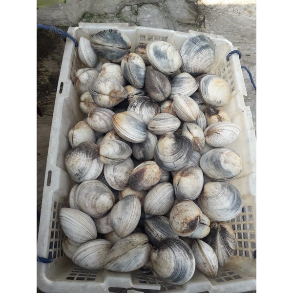 

kerang madu 1kg (hidup dan segar)