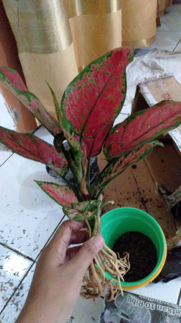 Aglonema Red Anjamani