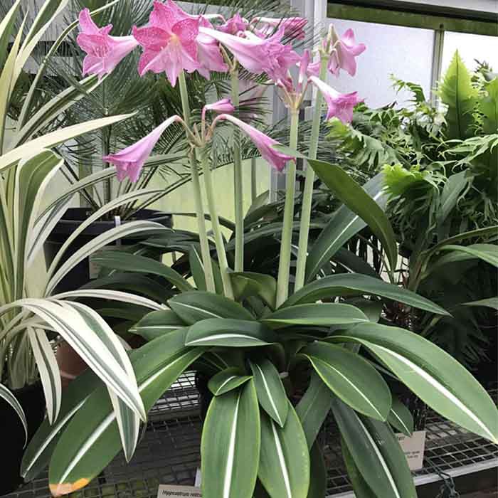 Tanaman Hias Amaryllis Variegata | Shopee Indonesia