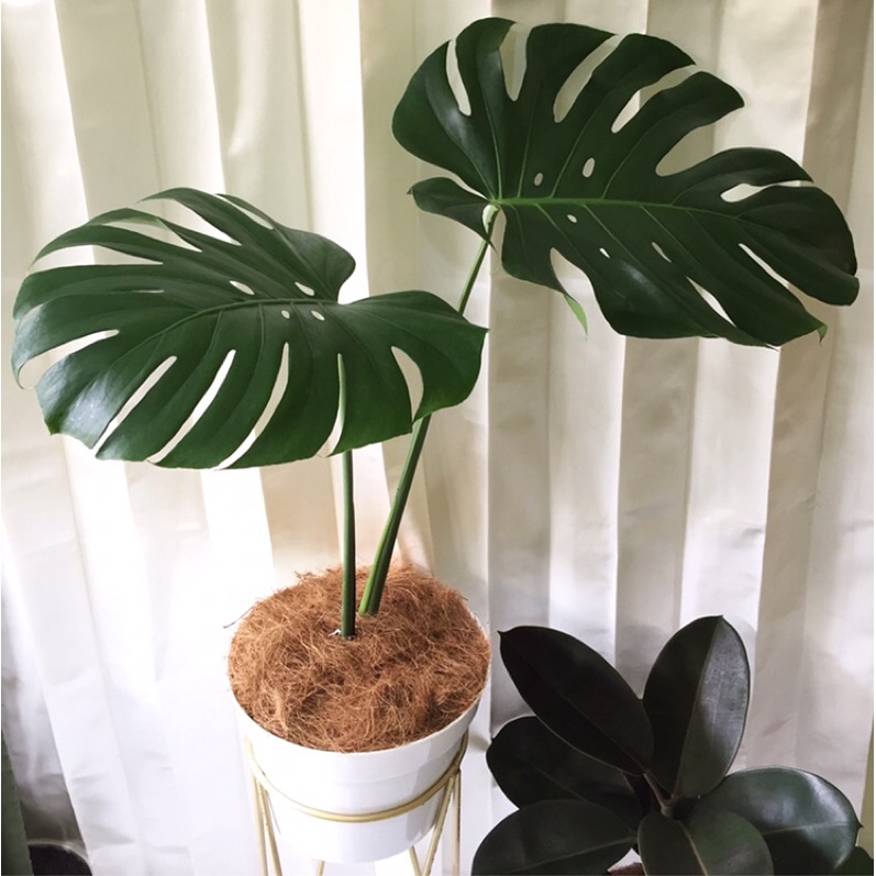 MONSTERA KING DELICIOSA DAUN BESAR MULUS