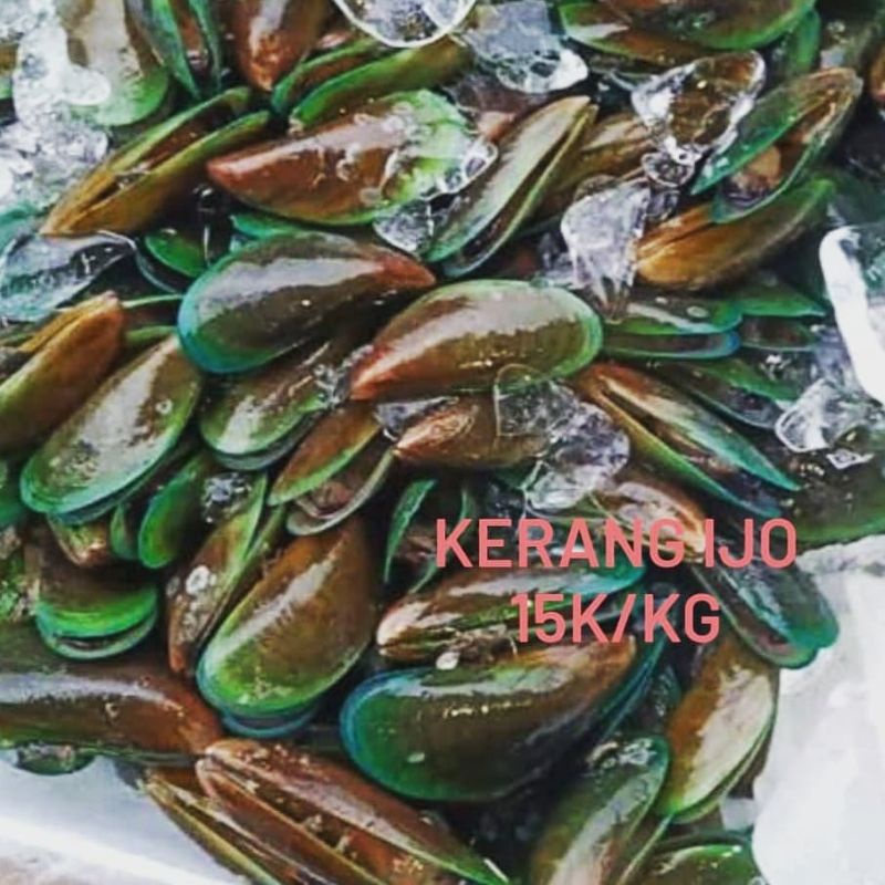 

kerang hijau