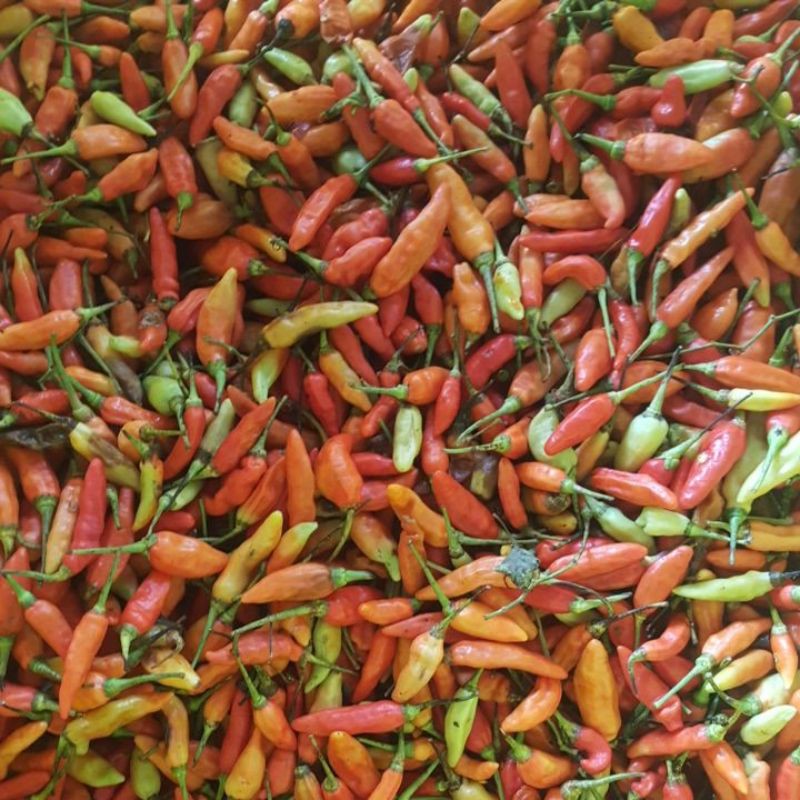 

cabe rawit merah