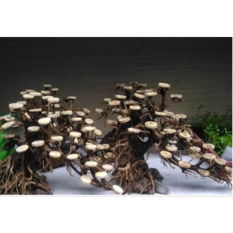 PROMO ISI 10 Tatakan Moss Bonsai Aquarium Aquascape / Batok Koin / Dekorasi aquarium / mos