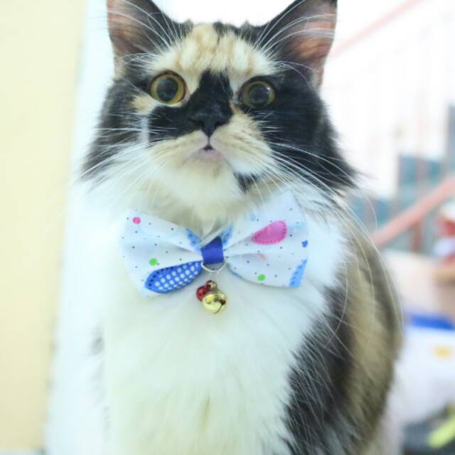 Dasi kucing imut / aksesoris kucing lucu / bowtie imut untuk kucing anjing size adult kitten