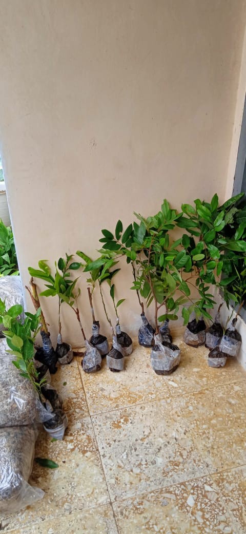 Bibit Lemon Australia