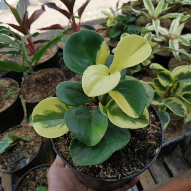 Peperomia obtusifolia variegata