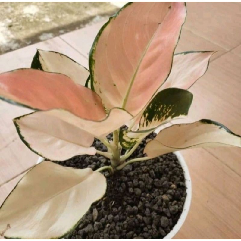 Aglonema kocin sutra putih remajaan