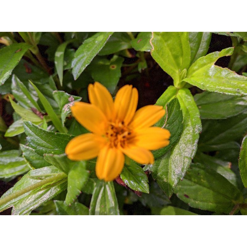 Benih Wedelia chinensis