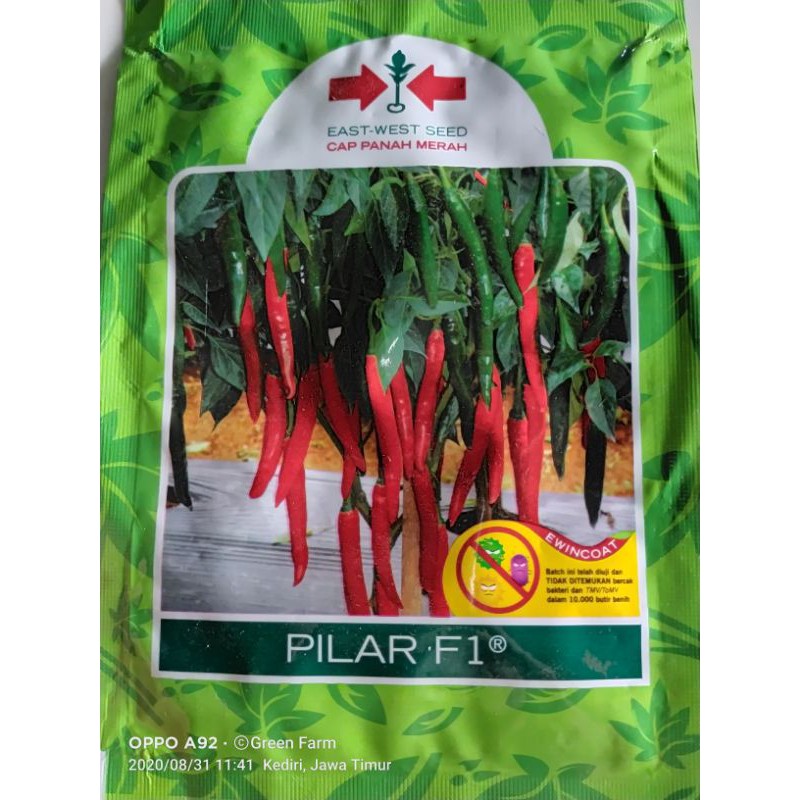 cabe pilar 1500 butir original kemasan pabrik