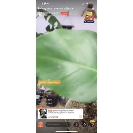 monstera borsigiana variegata live sale