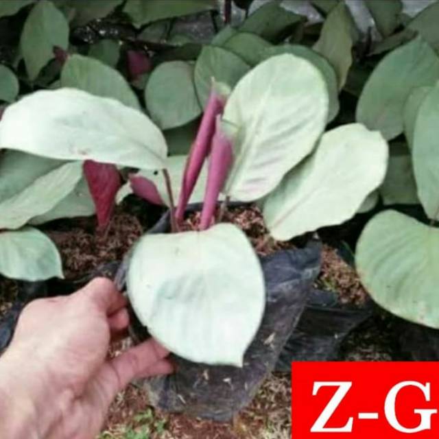 calathea silver-tanaman hias calathea silver