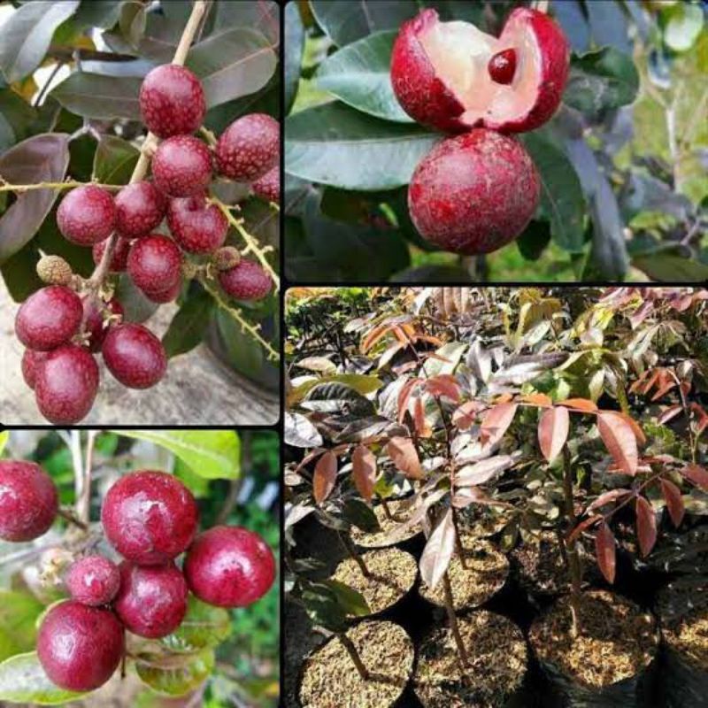 pohon kelengkeng merah ,pohon besar siap berbuah