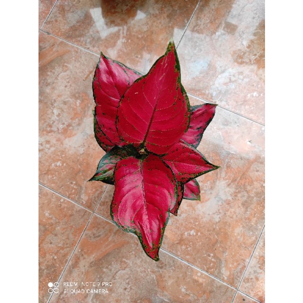 aglaonema red anjamani