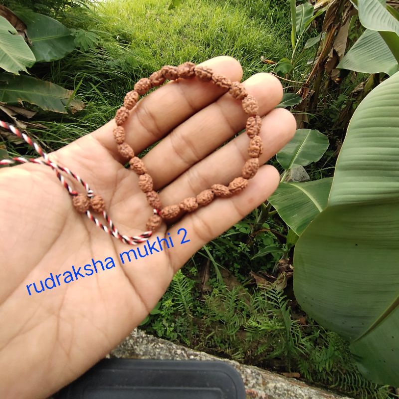 gelang jenitri  rudraksha mukhi 2 original tridatu