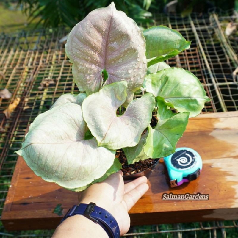 Tanaman hias syngonium mango allusion - Syngonium pink mango allusion