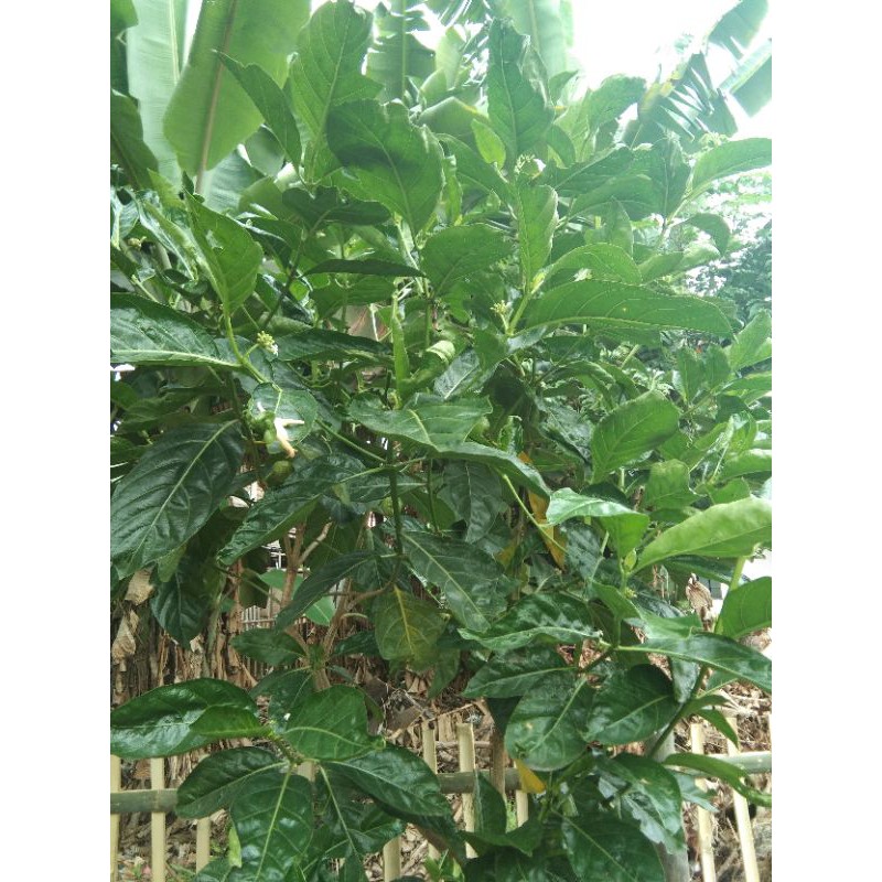 

daun mengkudu fresh petik dadakan jual per helai