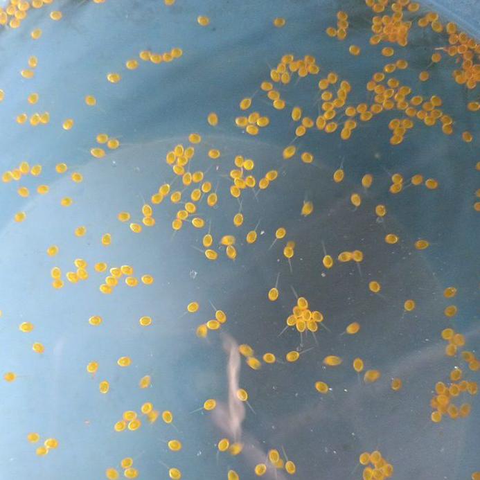 

Beli Segera telur gurame Padang paket 1000 ekor+