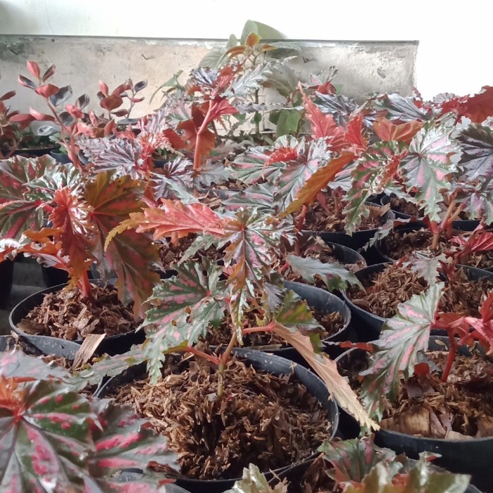 tanaman hias begonia rex walet
