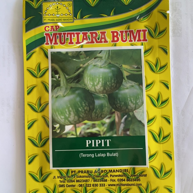 Benih terong bulat Pipit