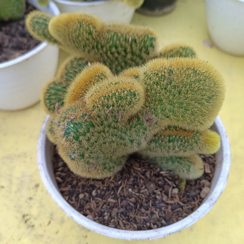 Adelonz Tanaman Hias Kaktus Ekortupai Cristata Ownroot