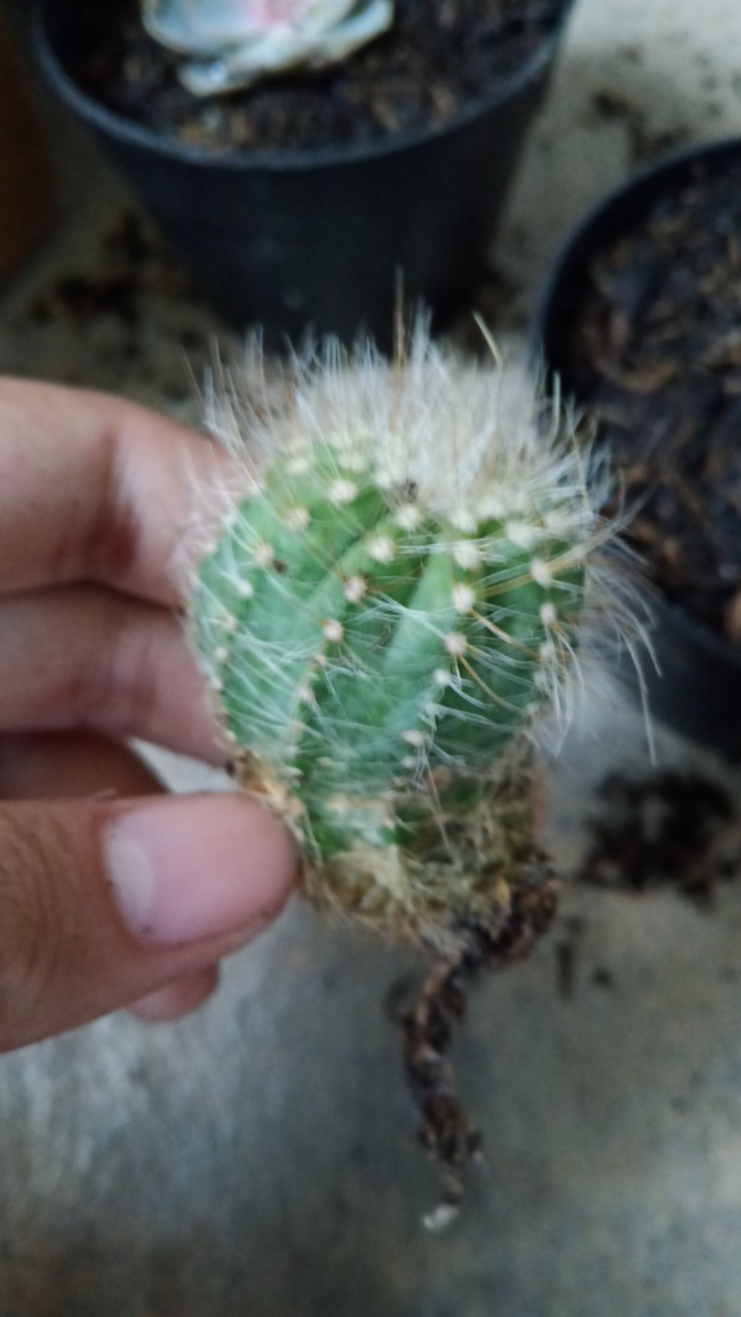 Kaktus Belimbing Parodia Owroot