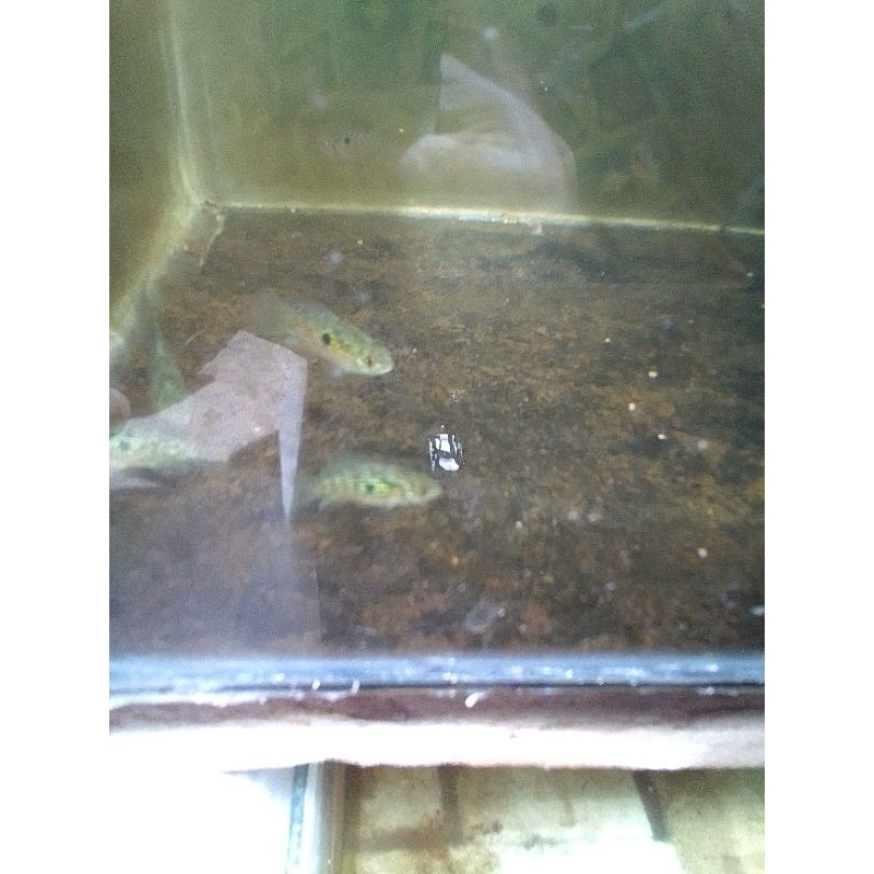 

ikan jordanella floridae