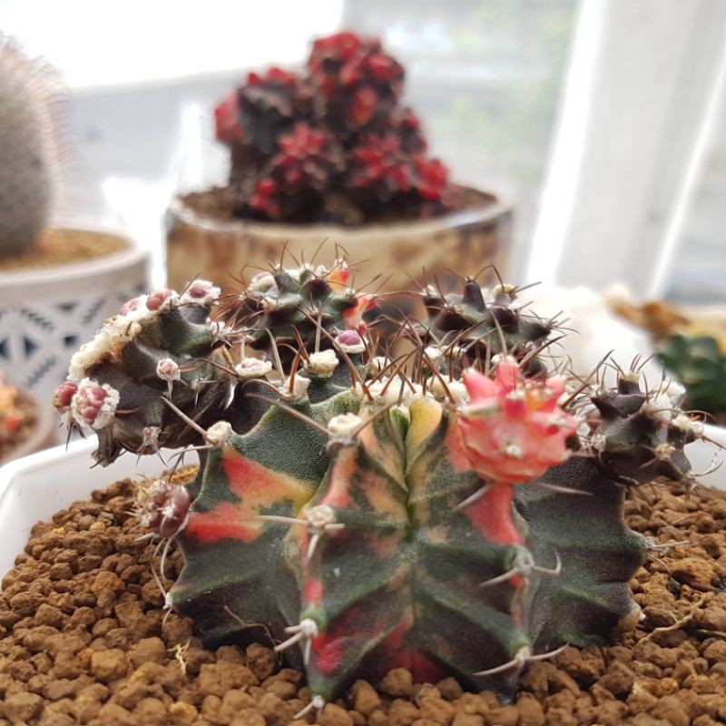 Gymnocalycium mihanovichii variegata
