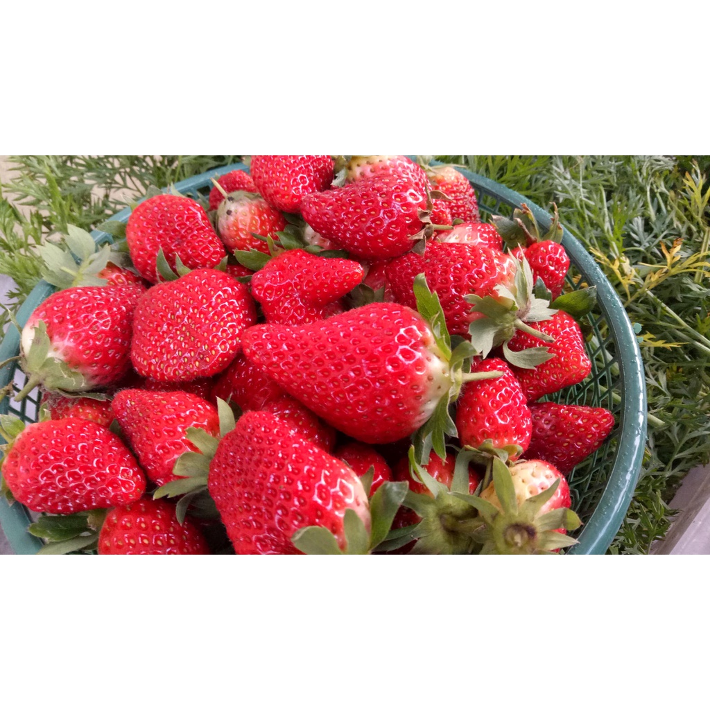 

[SAKHARA SHOP] STRAWBERRY FRESH (250GRAM)