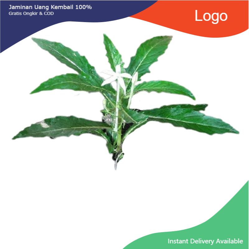 

Promo Daun kitolod segar 500gram organik siap petik