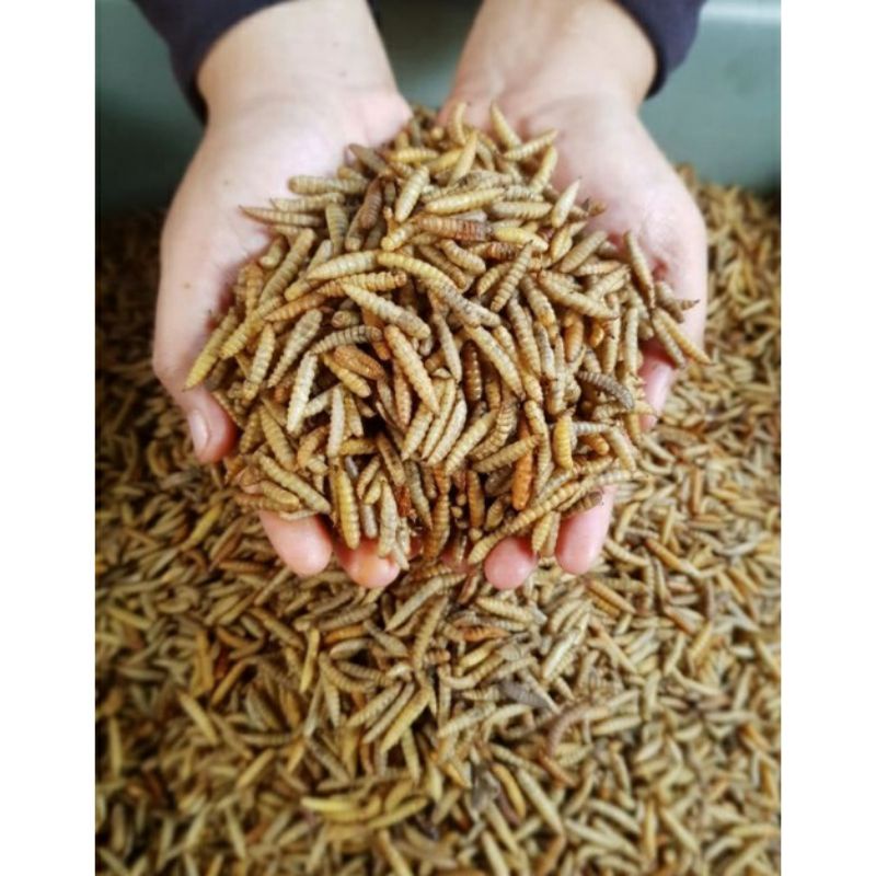 Magot BSF Kering 1 Kg