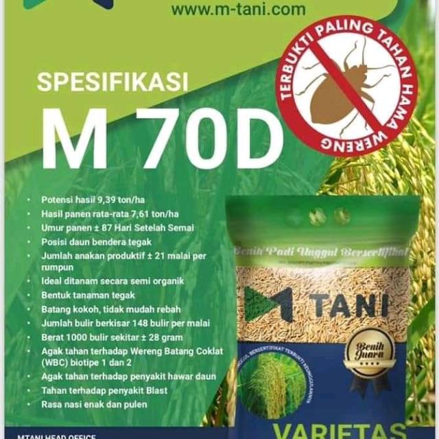 Bibit padi m70d m70 asli m tani