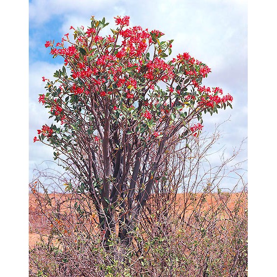 Harga per pack_ biji benih bunga Adenium obesum var.socotranum ,4 biji
