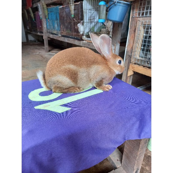 Kelinci Rex bulu karpet anakan jantan (4).