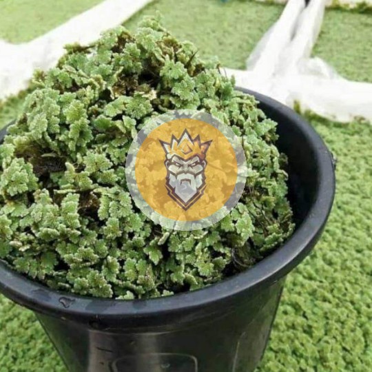 bibit azolla 1kg pinnata microphylla pakan ternak