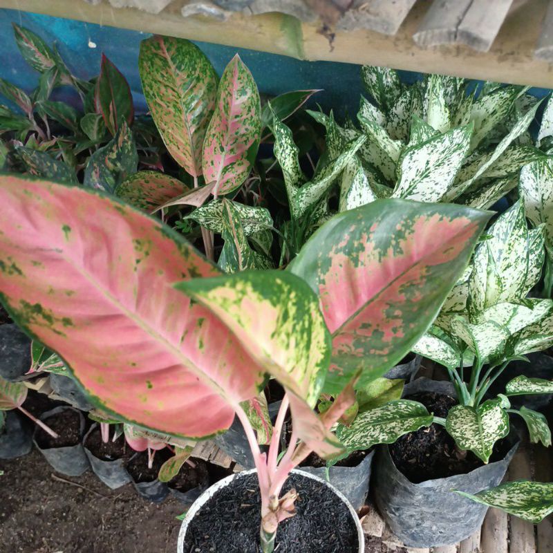 Aglonema red kocin 3.5 daun promo