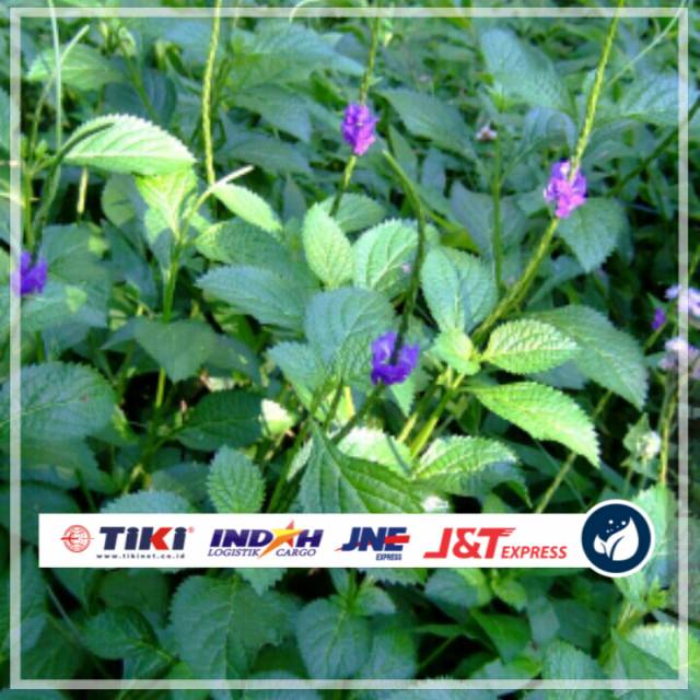 

Daun pecut kuda segar 1kg daun jarong organik siap petik