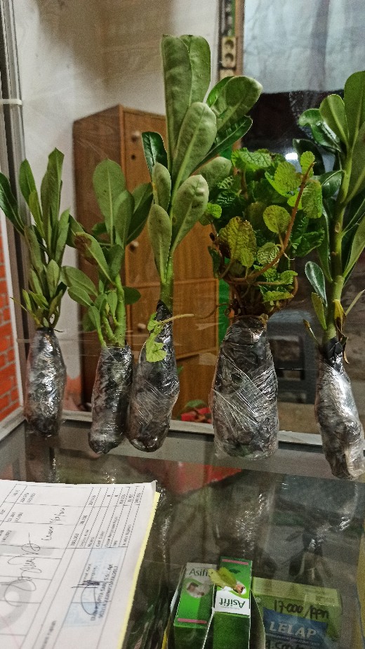 Paket 4 Tamana Hias Adenium Kamboja Jepang