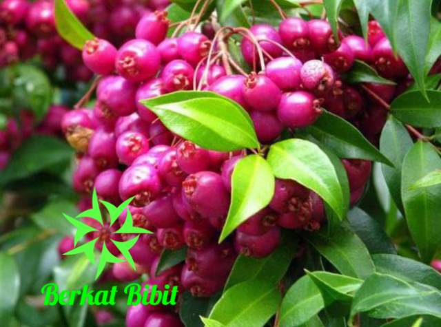 Jambu Air Lilipili Berbunga