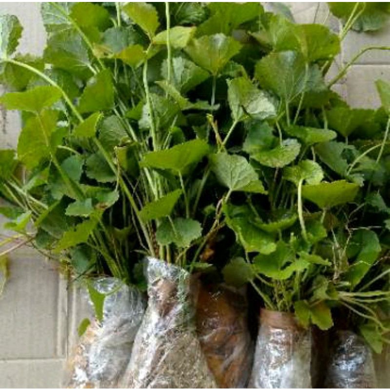 

[Fresh] BIBIT PEGAGAN BIBIT TANAMAN PAGAGAN BIBIT TANAMAN DAUN PEGAGAN/ANTANAN