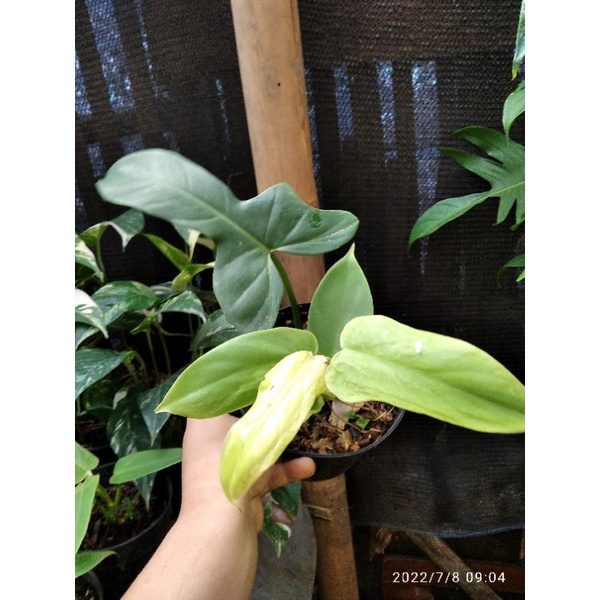 philodendron violin golden, bifenifolium golden