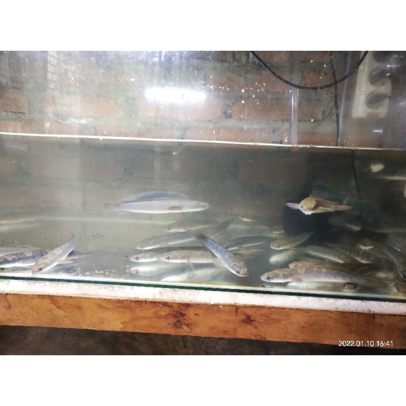 Channa yellow sentarum