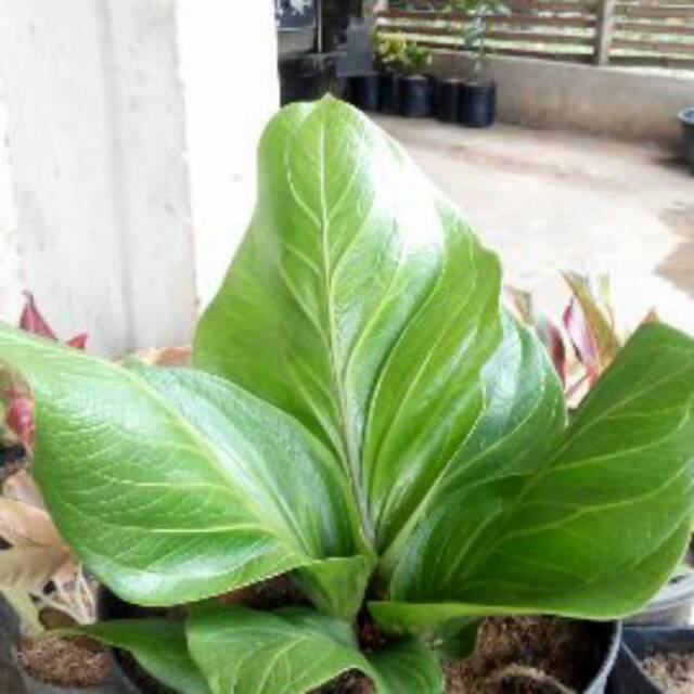 bunga anturium jemani cobra katalog