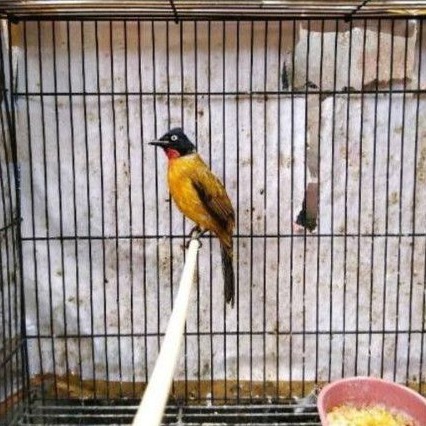 Burung Kutilang Emas Shopee Indonesia