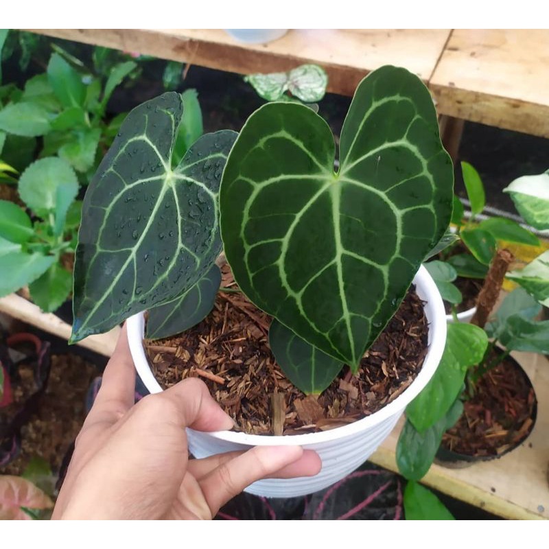 anthurium kuping gajah tarantula - kuping gajah tarantula