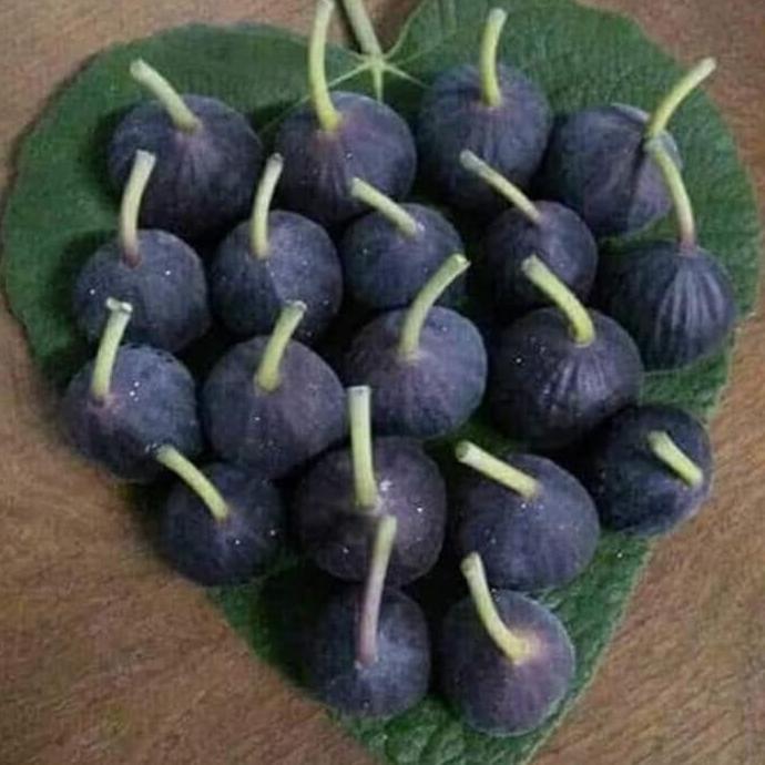 #_# Cutting Bibit Buah Tin Iraqi