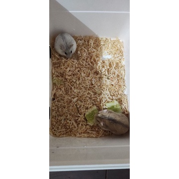 hamster sepasang