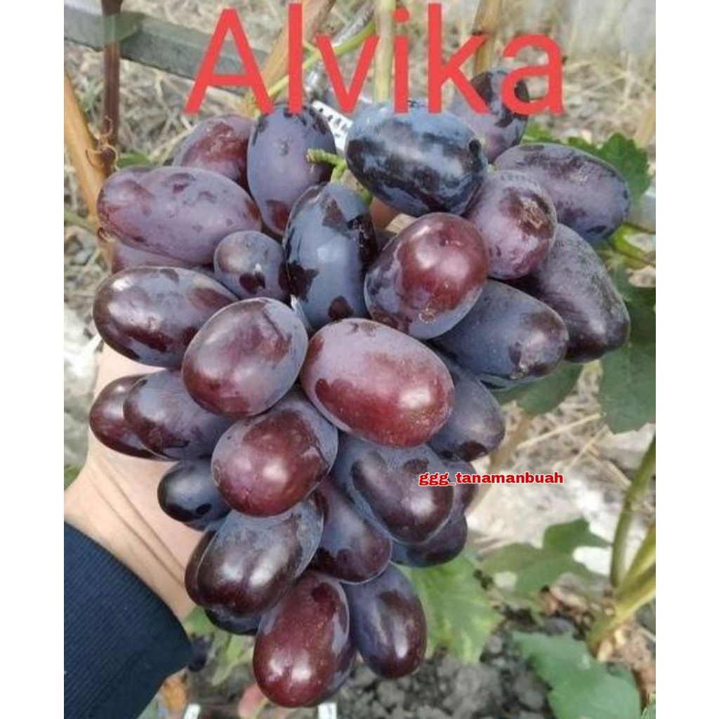 Bibit Anggur Import Alvika Asli Stek grafting